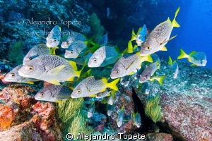 Group in the Reef, Galapagos Ecuador by Alejandro Topete 